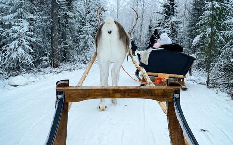 Photo Of Reindeer sleigh ride in Rovaniemi
