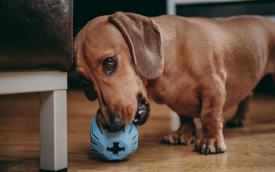 Smooth brown miniature dachshund playing with a rubber toy on the floor at home.