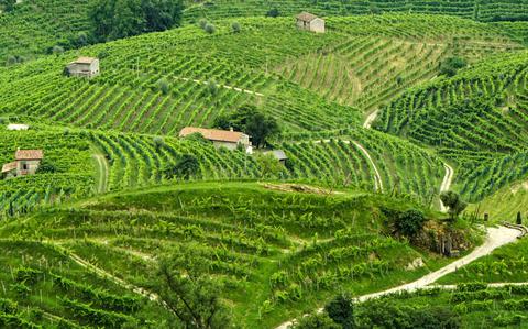 Photo Of Lush fields of green vineyards