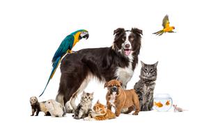 Group of pets posing around a border collie; dog, cat, ferret, rabbit, bird, fish, rodent