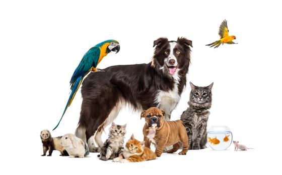Group of pets posing around a border collie; dog, cat, ferret, rabbit, bird, fish, rodent