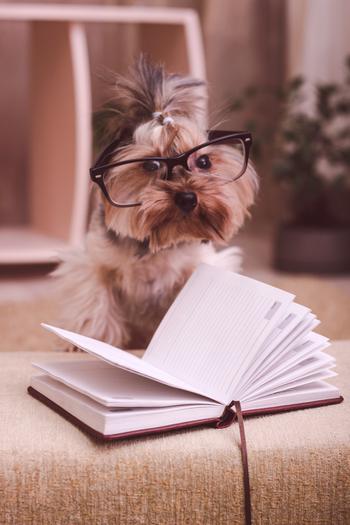 Tiny brown dog with glasses with a book