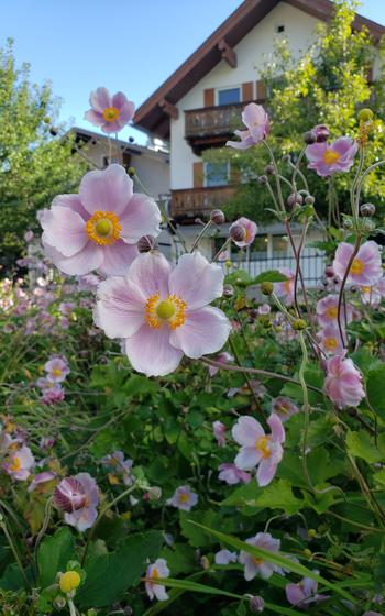 Flowers in Oberammergau