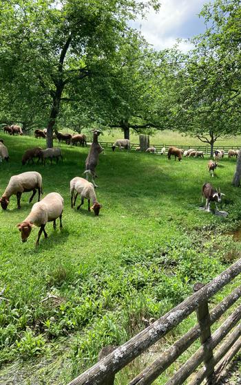 Sheep graze as part of the herd of protected heritage species at the Hessenpark in Germany.