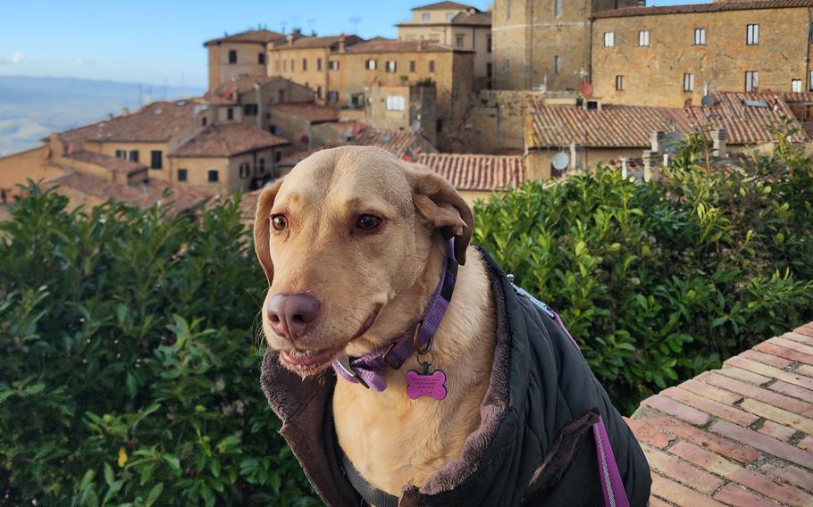 Mabel, a tan Chesapeake Bay Retriever, sitting in front of a castle on a sunny day.