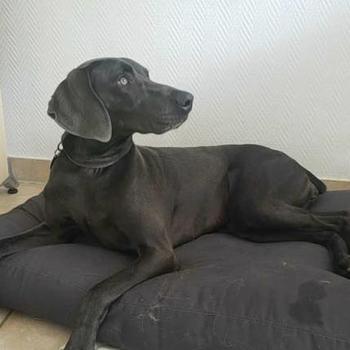 Story, a black Weimaraner, looking to the right