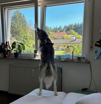 Koda, a Siberian Husky, looking away from the camera, standing on the edge of a bed, looking out of a window onto a sunny day.