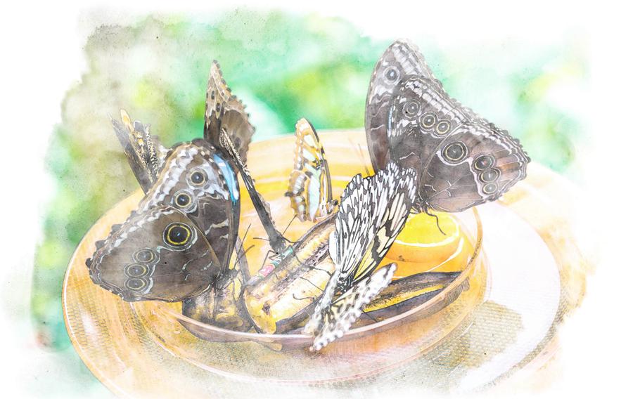 A bright orange plate with sliced bananas holds five large, spotted butterflies eating from it. The butterflies are brown with hints of blue and soft pink. 