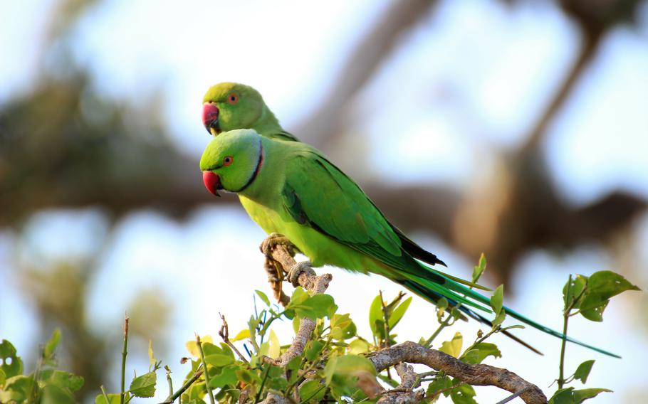 Two ring-necked parakeets sit together atop a branch