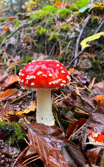 Amanita Muscaria, Fairy Toadstool