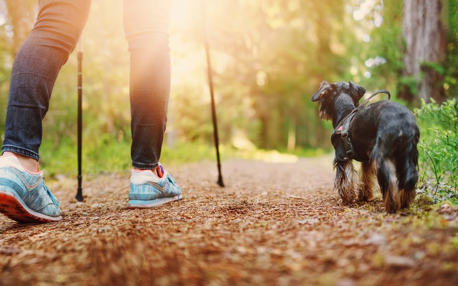 Young woman hiking and going camping in nature. Person with sticks and a dog walking and running in the forest
