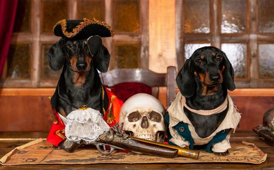 Two funny dachshund dogs in costumes of privateers or royal guards with hats are sitting at table in cabin of pirate ship, with a spooky human skull. 