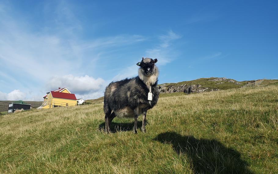 Sheep on green grass with blue sky in the Faroe Islands