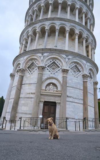 Mabel, a 5-year-old Chesapeake Bay Retriever, at the Leaning Tower of Pisa.
