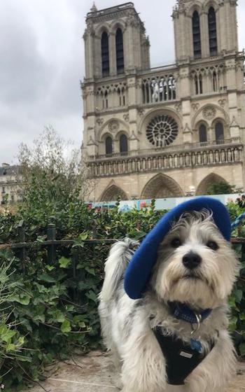 Teddy “pensive pup in Paris”