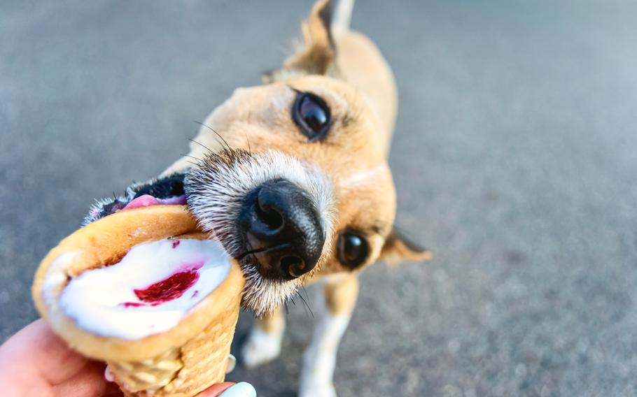 Dog eating ice cream in a waffle cone.