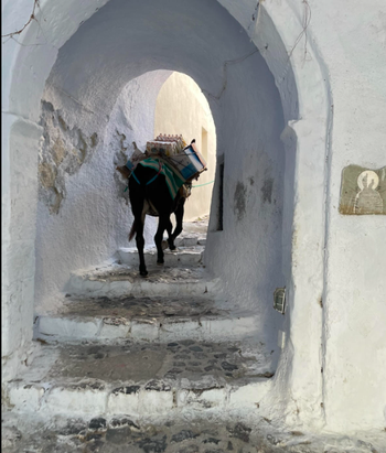 Backside of donkey walking up white steps