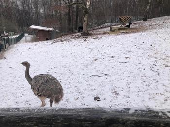 Ostrich in the snow