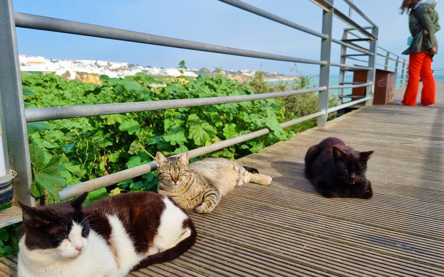 Cats on the pier on a sunny day
