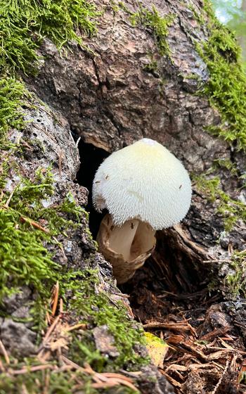 Volvariella Bombycine, Silky Rosegil