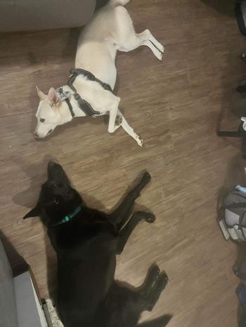 One black and one white German Shepherd laying on a wooden floor
