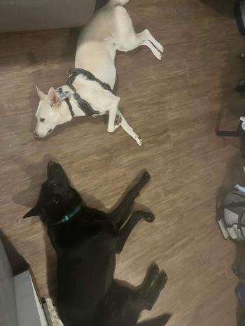 Ty and other dog