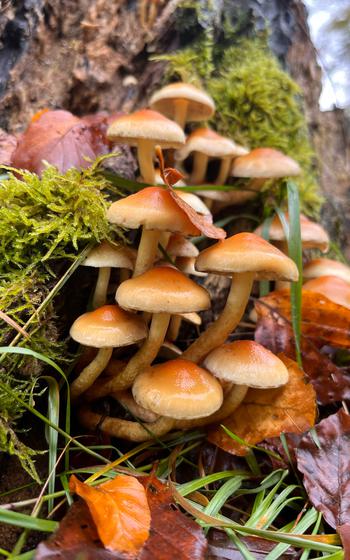 Hypholoma Fasciculare, Clustered Wood Lover