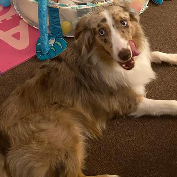 Austrailan Shepherd laying in front of baby in a sitting on the floor