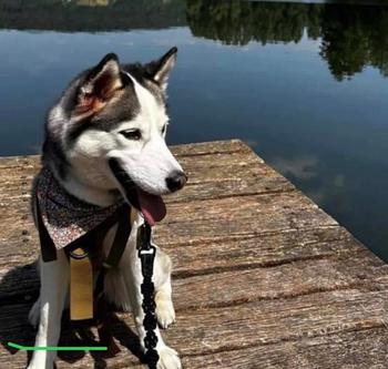 Koda, a Siberian Husky, sitting on a wooden dock on a body of water. 