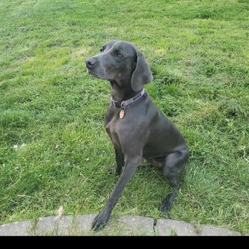 Story, a black Weimaraner, sitting on the grass