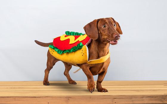 Dachshund dog posing in her hotdog suit, on a white background