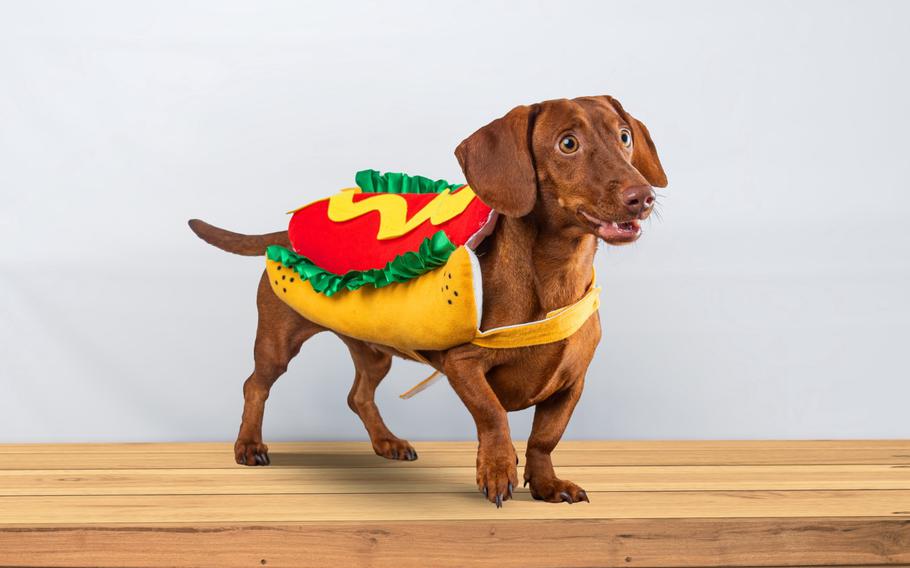 Dachshund dog posing in her hotdog suit