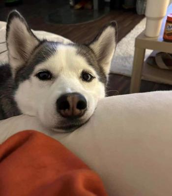 Koda, a Siberian Husky, has their head propped up on the arm of a chair, looking at the camera