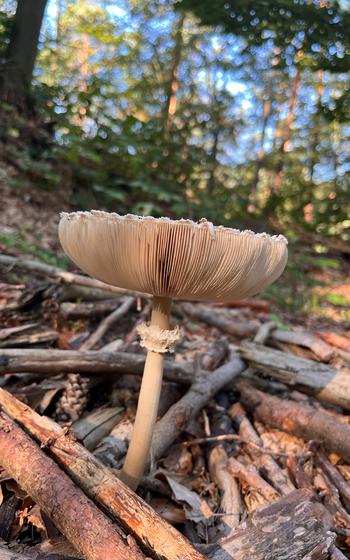 Macrolepiota Procera, The Parasol