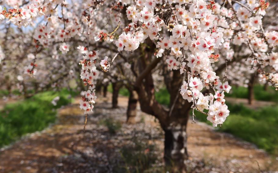 In the heart of spring, almond trees bloom in a stunning display of delicate white and pink flowers