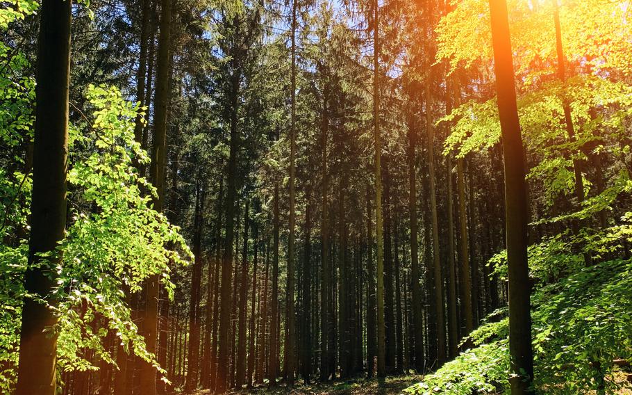 Silent Forest in spring with beautiful bright sun rays