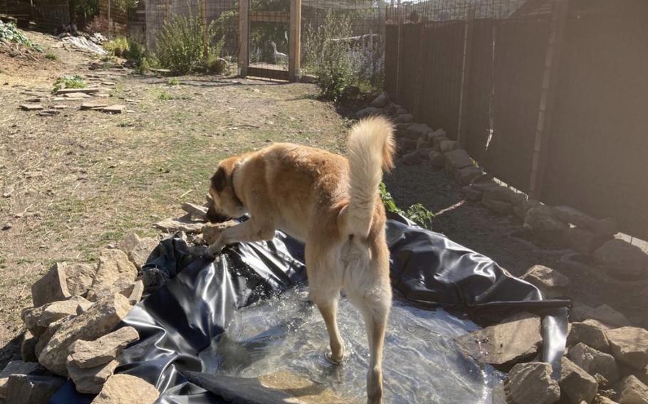 Dog playing in his new pool at his new farm home