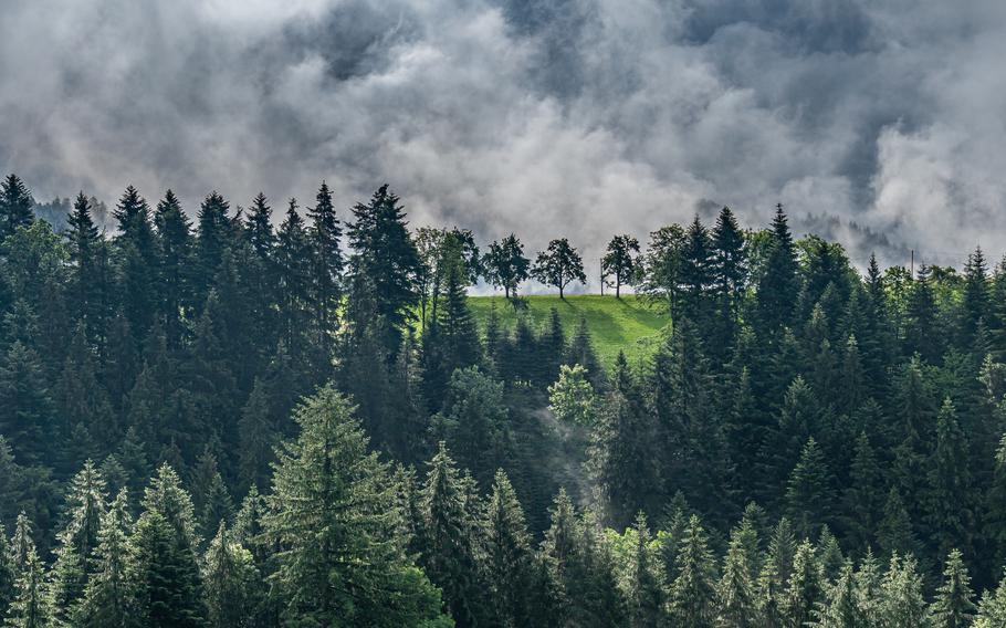 View on mystic trees in Black Forest