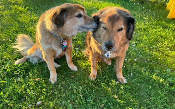 Dog sitting with other dog, sitting on a green lawn. One dog giving the other a kiss.