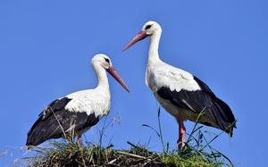 Storks usually pair for life