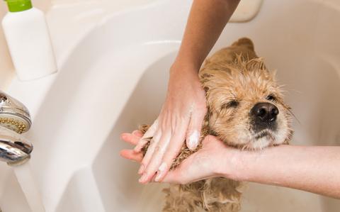 Photo Of Hands washing tan dog’s ears in white bath tub