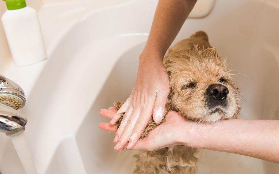 Hands washing tan dog’s ears in white bath tub