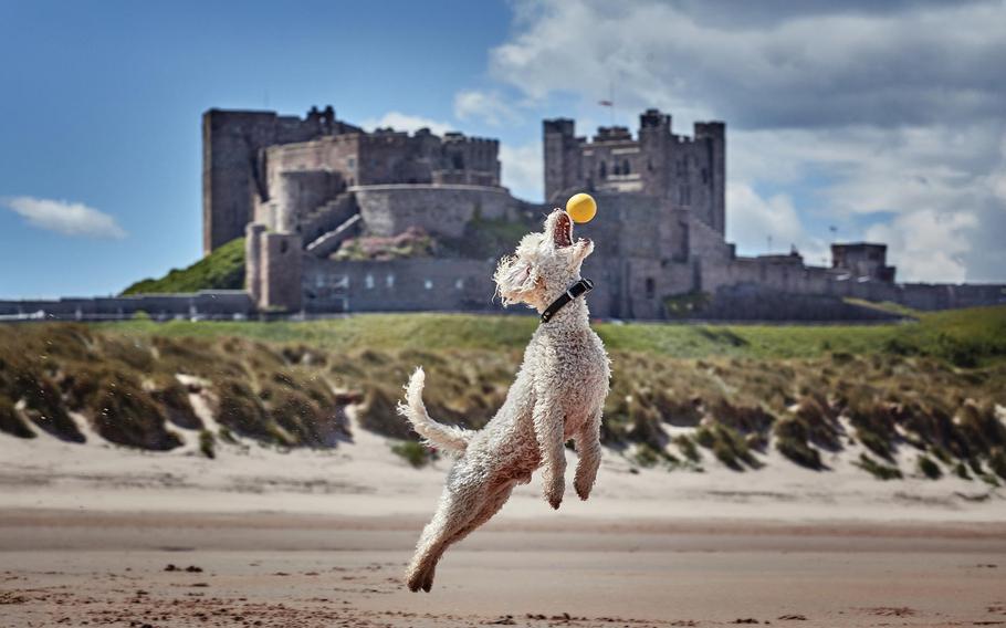 Dog Jumping to catch a ball beach with Bamburgh Castle in the backround.