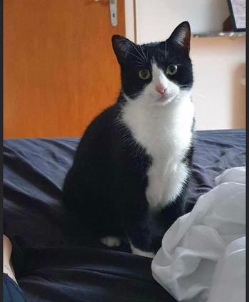 Orisa, a black and white cat, sitting on bed looking directly at the camera