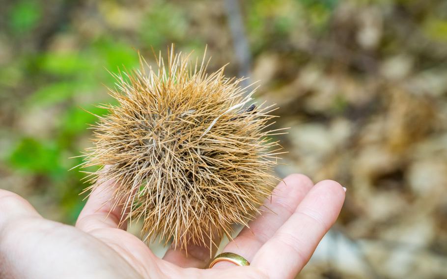 Chestnut in the hands of a girl close-up on the background of the reserve.