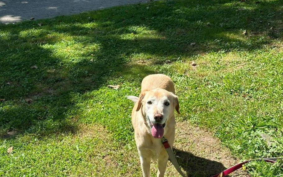 Lucky, a tan German Shepherd/Labrador mix, standing on grass on a sunny day