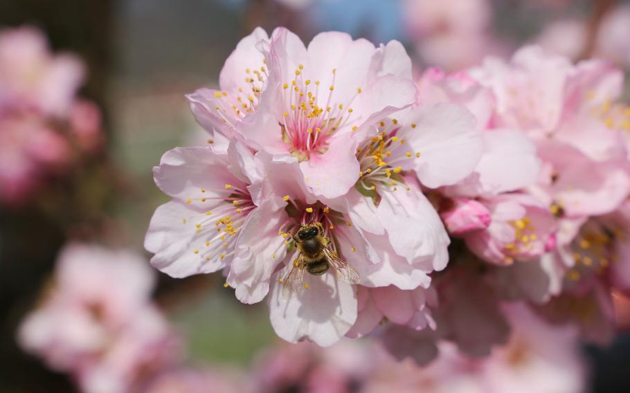 Almond blossoms with bee inside of the blossom
