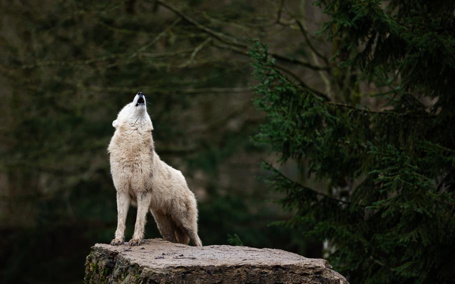 A lone white wolf stand on a slate grey rock howling. the forest is dark green around her. 