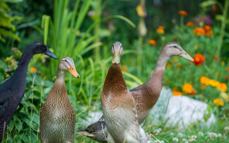 A colorful picture of three brown and on black ducks in a bright green garden with orange and red wild flowers in the background. The ducks appear to be having a conversation. 