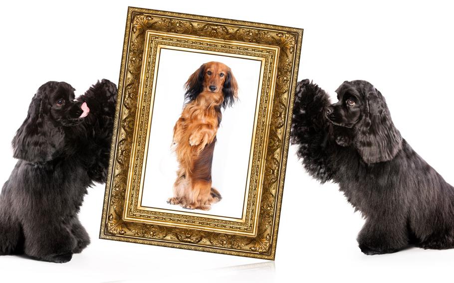 Two regal looking black dogs hod up a golden frame of a long-haired dachshund standing on her hind legs.